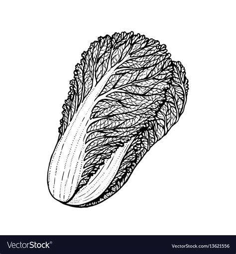 pechay picture drawing|Pechay Images, Illustrations & Vectors (Free) .